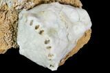 Fossil Crinoid and Blastoid Plate - Missouri #103511-1